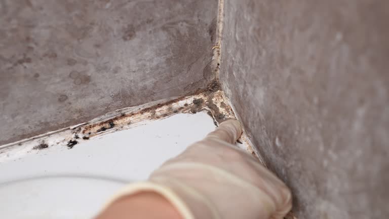 Best Air Quality Testing for Mold Spores  in Clear Lake, IA